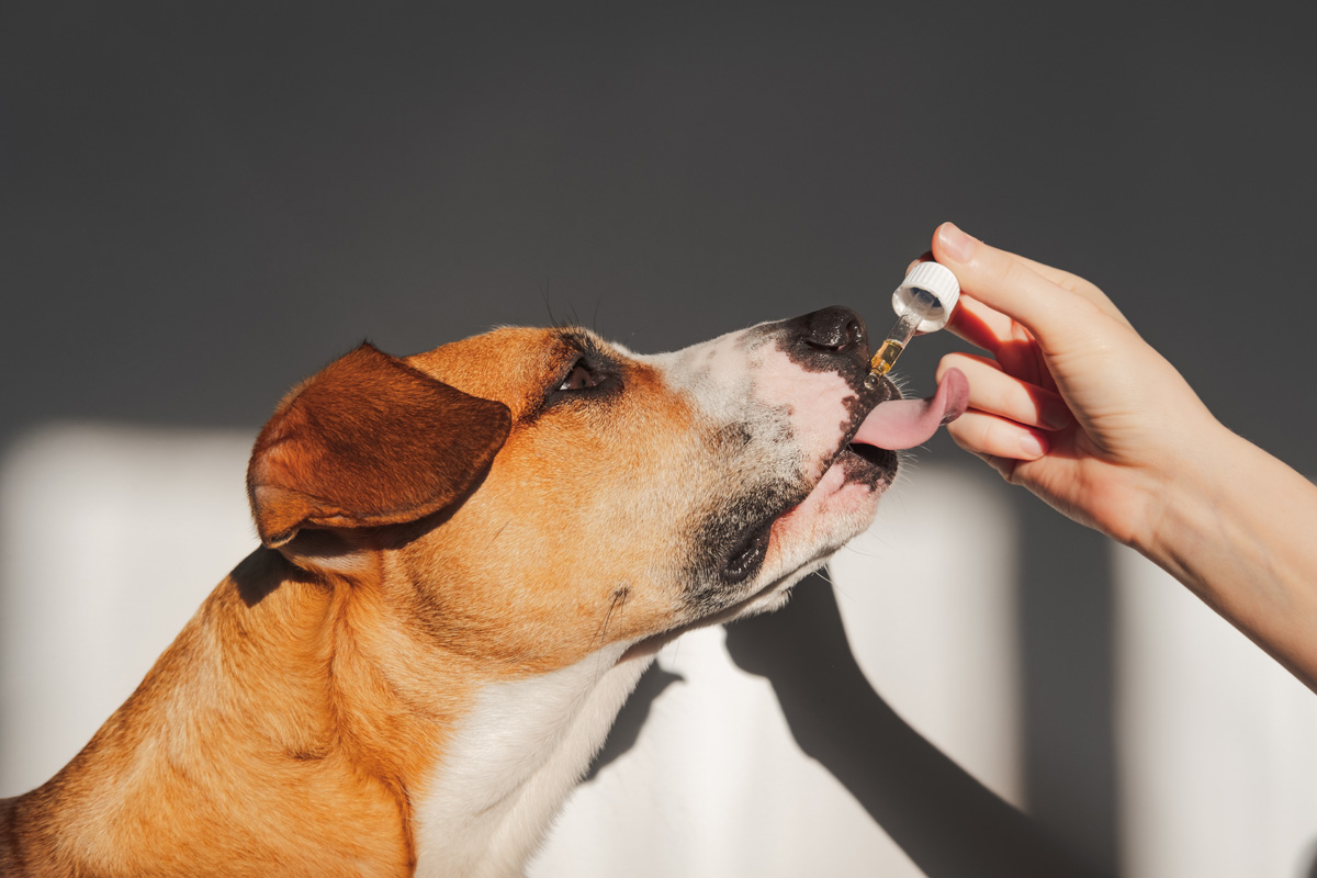 CBD: Is It Safe For Dogs?