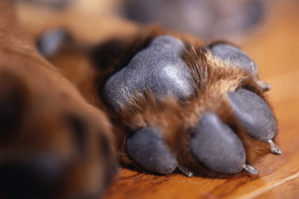 paw prints